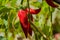 Organic chili pepper plants growing red hot peppers in a vegetable garden on sunny day