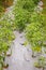 Organic chili planting on plastic sheet\'s holes to keep the weed