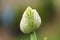 Organic Chive Seed Pod