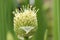 Organic Chive Seed Pod