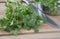 Organic cilantro on chopping