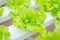 Organic clean food. Green Oak Lettuce Hydroponics plant