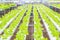 organic clean food. Green Oak Lettuce Hydroponics plant agriculture farm