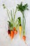 Organic colorful garden carrots