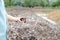 Organic compost heap. fertilizer production for soil cultivation