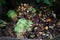 Organic composting biodegradable waste pile, vegetable, fruits bio