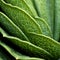 Organic Contours A Close-up Of A Prickly Succulent Leaf