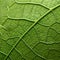 Organic Contours: Close Up View Of A Hydrangea Leaf With Green Veins