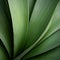 Organic Contours: A Close-up Of A Yucca Leaf In Stunning Uhd