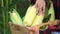 Organic corn in agriculture farm