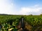 Organic corn on field at agriculture field country with mountain and blue sky in the evening