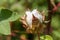 Organic cotton cracked. Cotton cracked hanging on cotton plant.