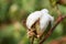 Organic cotton cracked. Cotton cracked hanging on cotton plant