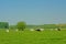 Organic cows in a Dutch polder landscape