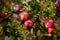 organic cranberries growing in marsh juicy colours natural environment.