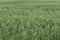 Organic crop. Green wheat field. Harvest in natural environment