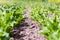 Organic crops growing on brown soil