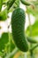 Organic cucumber growing in greenhouse on agricultural farm before harvest