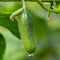 Organic cucumber growing in greenhouse on agricultural farm before harvest in sunny day