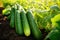Organic cucumbers cultivation