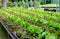 Organic cultivation different kinds of lettuce