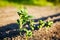 Organic cultivation of potatoes.. The green shoots of young potato plants sprouting from the soil in the spring.