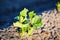 Organic cultivation of potatoes.. The green shoots of young potato plants sprouting from the soil in the spring.