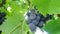 Organic Dark Purple Grape Fruit of Deciduous Woody Vines