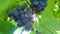 Organic Dark Purple Grape Fruit of Deciduous Woody Vines