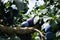 Organic and delicious blue plums on the tree