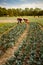 Organic Dinosaur Kale Field