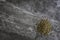 Organic dried coriander seeds on a mable kitchen worktop background