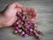 Organic dried pink rose buds in male hand