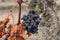 Organic Dry Raw Raisins on the Vine, Dried Grapes