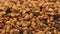 Organic drying coffee closeup beans textured. Vertical photo HD
