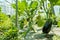 Organic eggplant crops in France