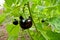 Organic Eggplant In A Garden