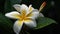 Organic elegance: Multi colored frangipani blossom in tropical garden pond generated by AI