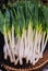 Organic evergreen long white Japanese bunching onion in basket for sale