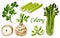Organic farm bio celery leaf, stem and tuber root