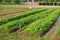 Organic farm in countryside