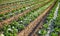 Organic farm field with patches covered with plastic mulch used to suppress weeds and conserve water