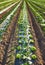 Organic farm field with patches covered with plastic mulch used to suppress weeds and conserve water