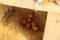 Organic Farm Fresh Eggs in Nesting box.