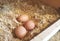 Organic Farm Fresh Eggs in Nesting box, Flowers, Countryside Aesthetic Farm Product, Homestead, Gypsophile,Homesteading, Farming.