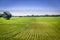 Organic farm land with rows