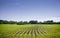 Organic farm land with rows