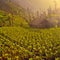 Organic farm with little house. Cemoro Lawang, East Java, Indone