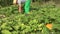 Organic farmer man cutting ripe zucchini vegetable in farm field. 4K