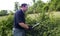 Organic Farmer Pruning His Raspberry Plants